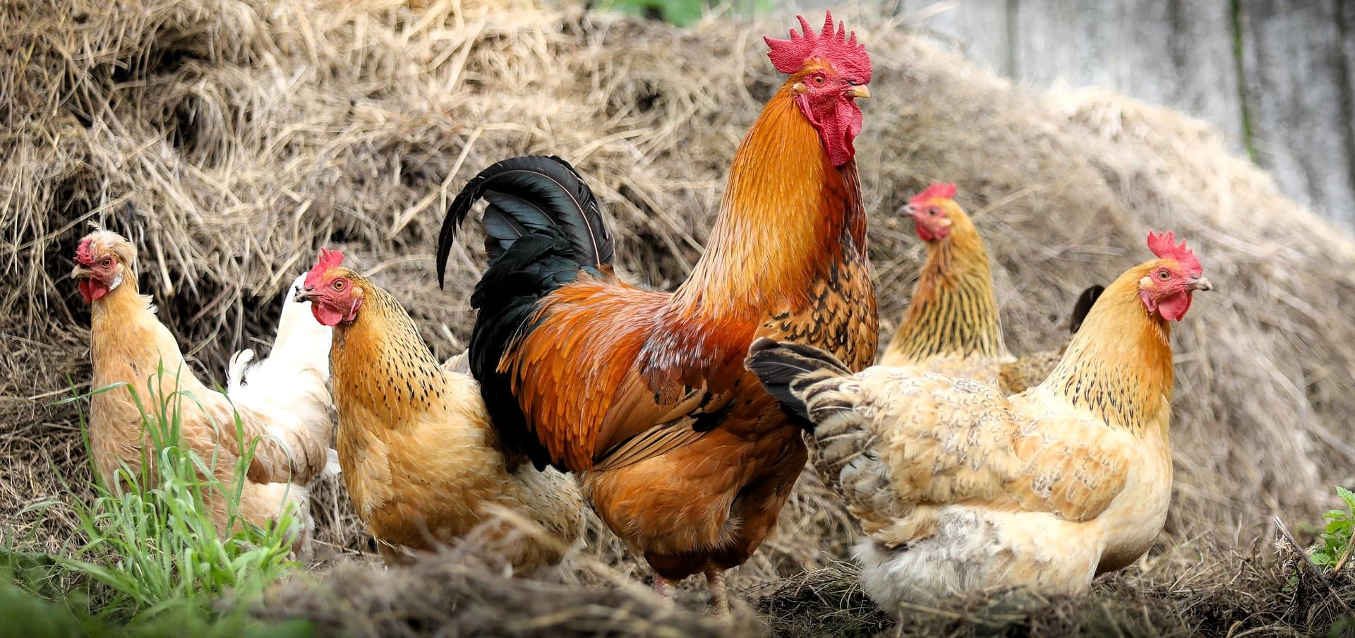 Agriculture background 5