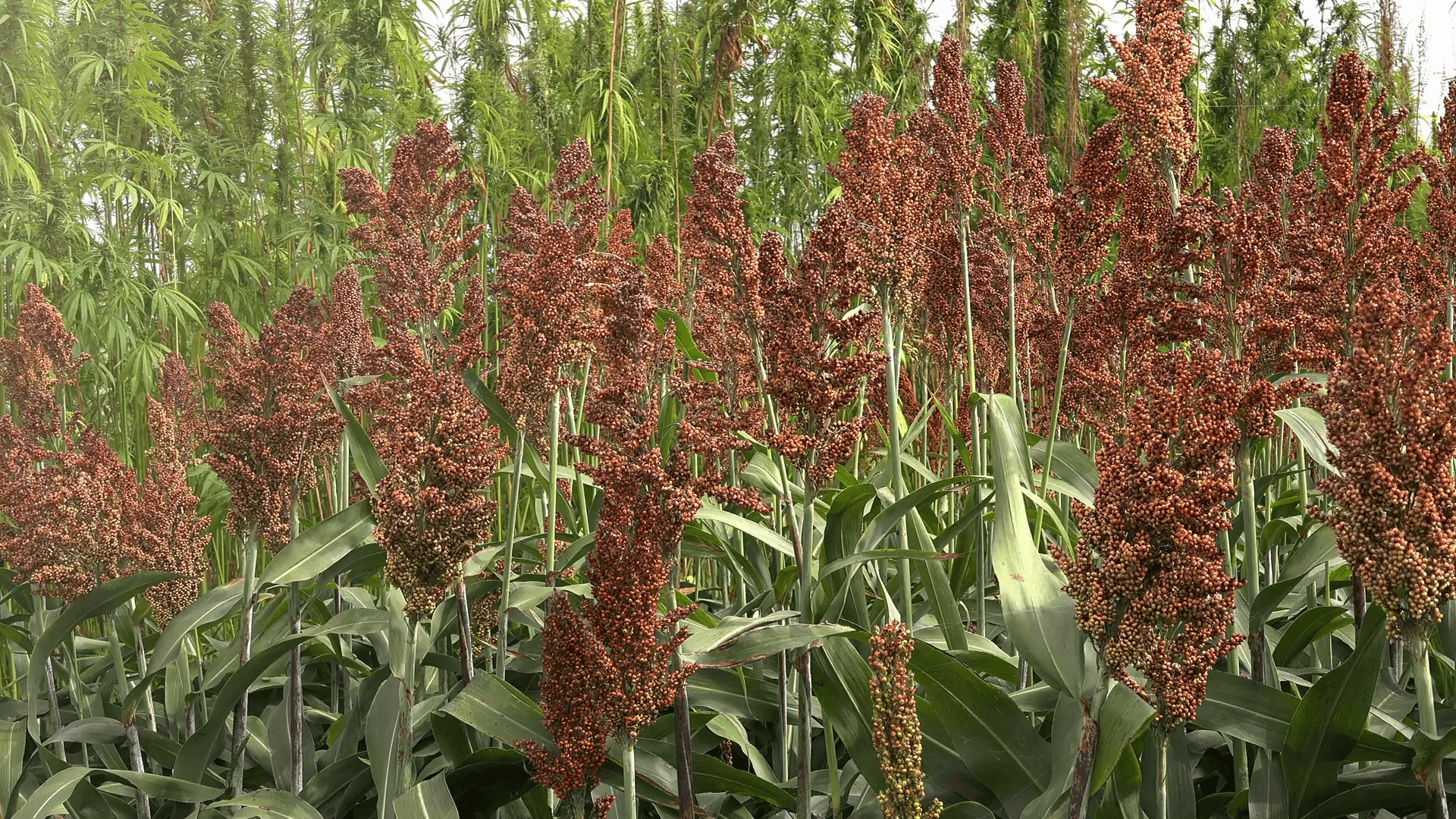 Agriculture background 1