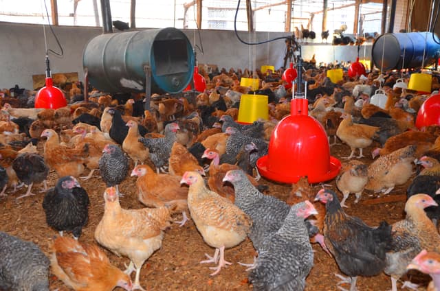 Kienyeji Chickens in Coop