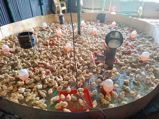 Day-Old Chicks