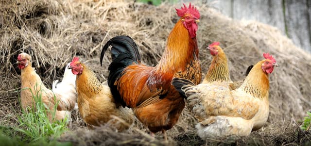 Market Ready Birds