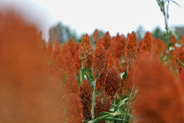 Sorghum Logo